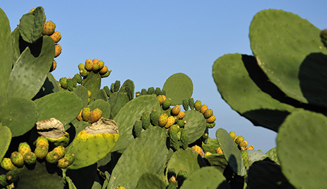 fichi d'india frutto pugliese